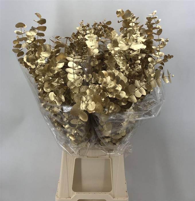 <h4>Euca Col Gold Cinerea</h4>