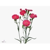 Dianthus Solomio Imre