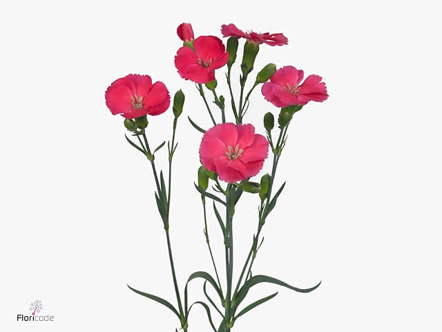 Dianthus Solomio Imre