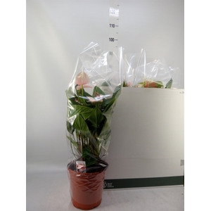Anthurium   ...mix