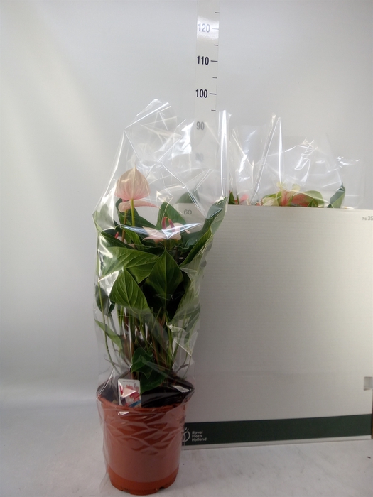 <h4>Anthurium   ...mix</h4>