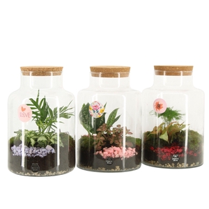 21880: Lovess terrarium