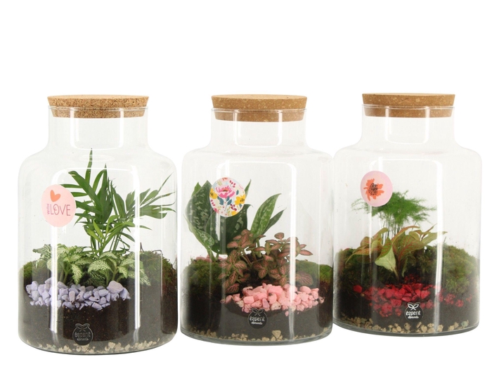 <h4>21880: Lovess terrarium</h4>