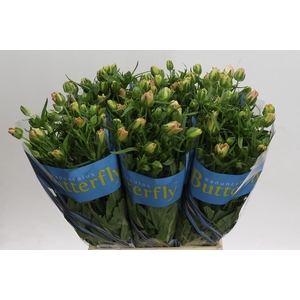 Ranunculus Butterfly Hestia