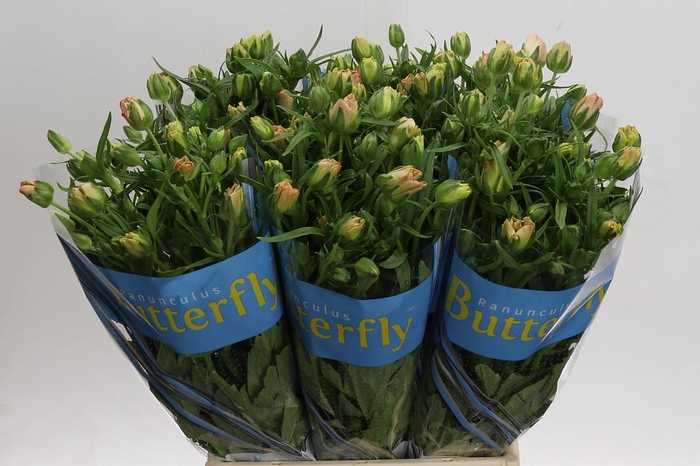 <h4>Ranunculus Butterfly Hestia</h4>