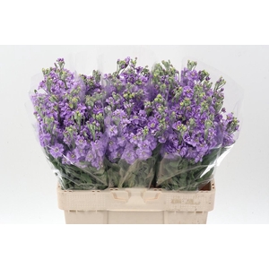 Matth Milla Lavender
