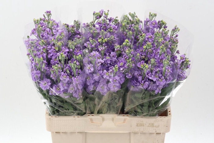 <h4>Matth Milla Lavender</h4>