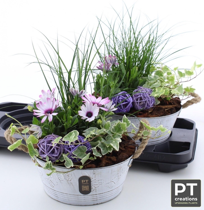 <h4>ARR TUINPLANTEN</h4>
