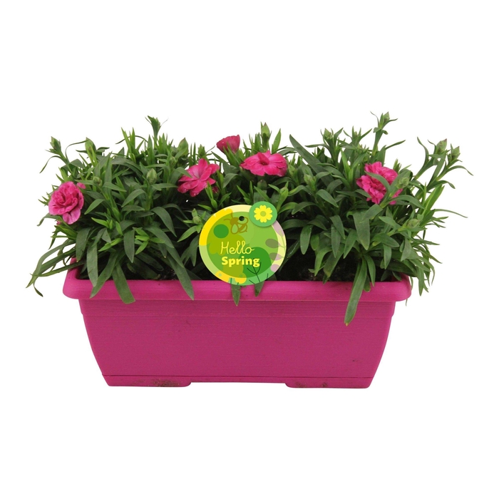 <h4>Hello Spring Dianthus Oscar in Duobak Roze</h4>