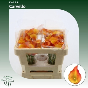 Calla Carvello