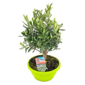 Olea europaea