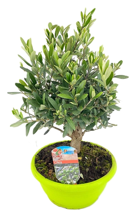 <h4>Olea europaea</h4>