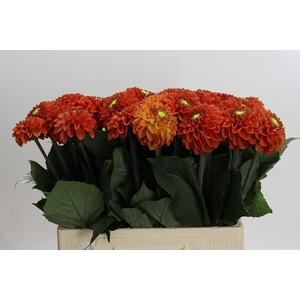 Dahlia Orange Fox
