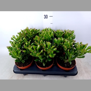Crassula ovata 'Trompet'