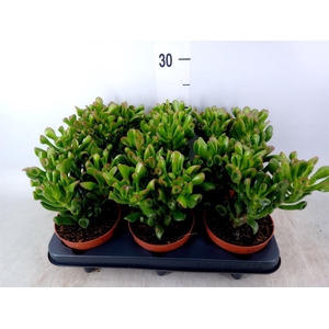 Crassula ovata 'Trompet'