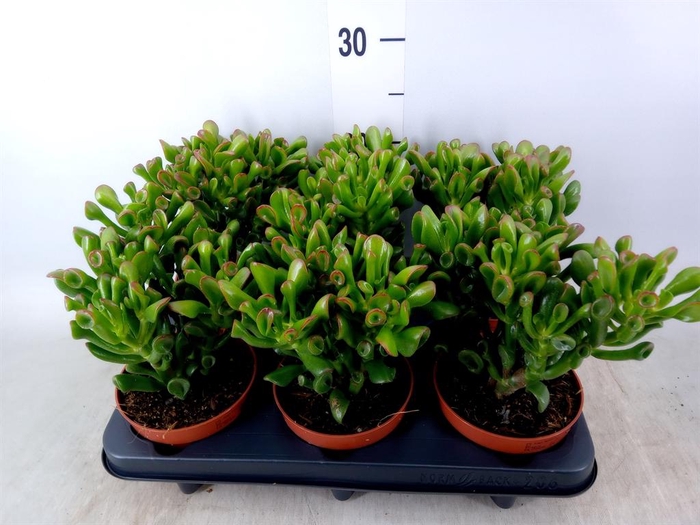 <h4>Crassula ovata 'Trompet'</h4>
