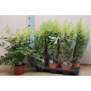 ASTILB JA MOJITO