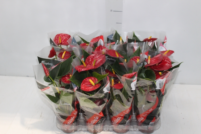 <h4>ANTHURIUM RED SUCCESS P09</h4>