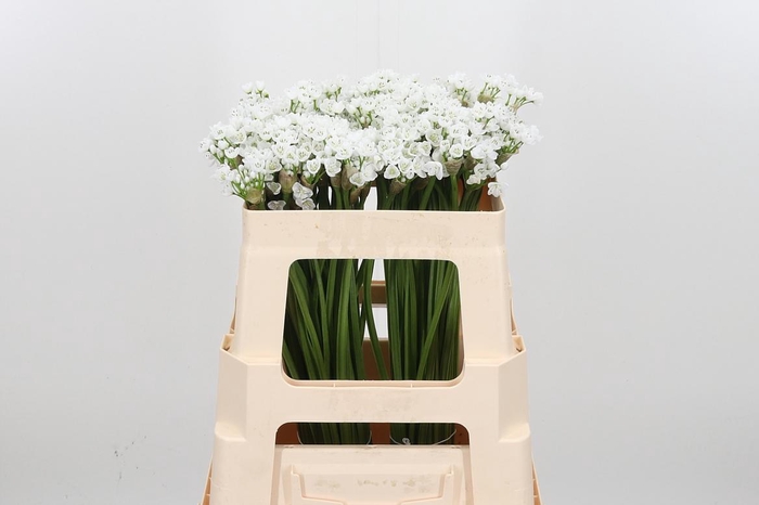 <h4>Allium Flocon</h4>