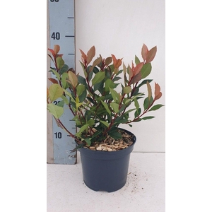 Photinia x fraseri 'Amigo'