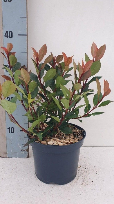 <h4>Photinia x fraseri 'Amigo'</h4>