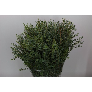 Euca Parvifolia Kort 200 Gram