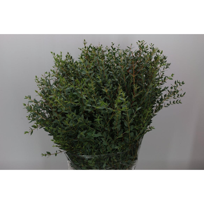 <h4>Euca Parvifolia Kort 200 Gram</h4>