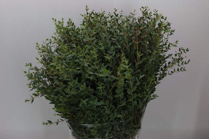 Euca Parvifolia Kort 200 Gram