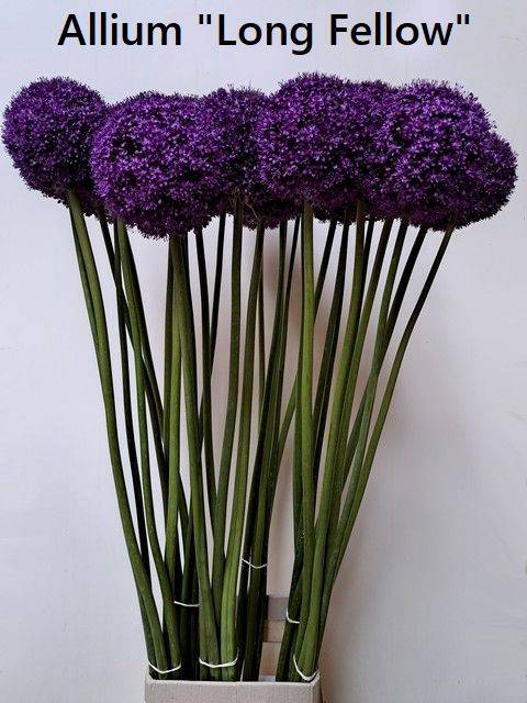 ALLIUM LONG LONG FELLOW XXL