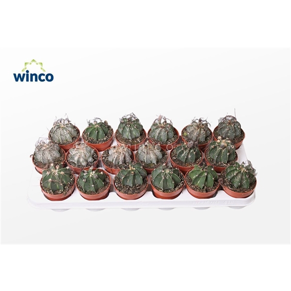 <h4>Astrophytum Capricorne</h4>