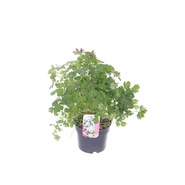 <h4>Aquilegia caer.Spring Magic Rose-Wh</h4>