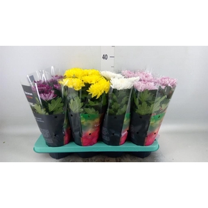 Chrysanthemum  'Supernova'  ..mix
