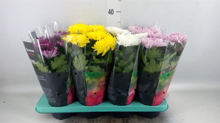 <h4>Chrysanthemum  'Supernova'  ..mix</h4>