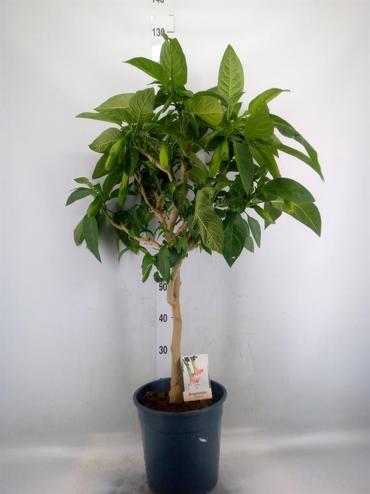 <h4>Brugmansia   ...</h4>