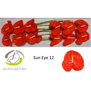 Anthurium Sun Eye