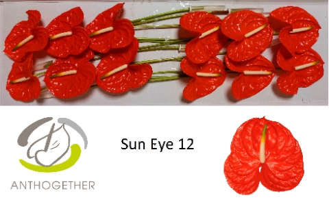 <h4>Anthurium Sun Eye</h4>