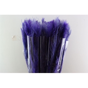 Dried Cortaderia Dadang Lilac 110cm P Stem
