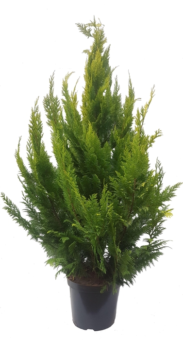 <h4>Chamaecyparis law. Ivonne, plantmaat 140-160 cm - Rondgestoken -</h4>