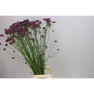 Verbena Has Pink Spires