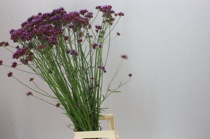 <h4>Verbena Has Pink Spires</h4>