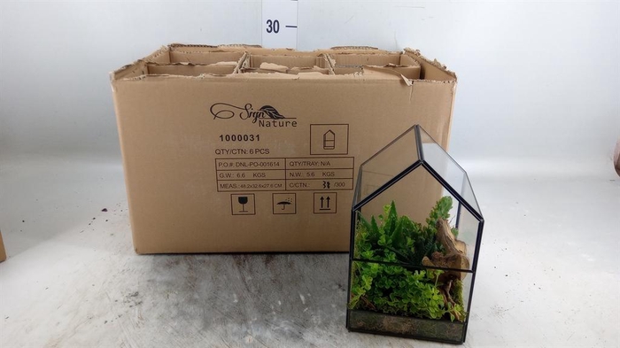 <h4>Arr.   Kamerplant Groen L%</h4>