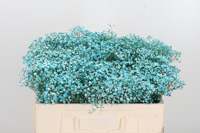 <h4>Gyps Painted Blue</h4>