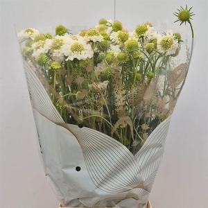 SCAB AT FOCAL SCOOP WHITE