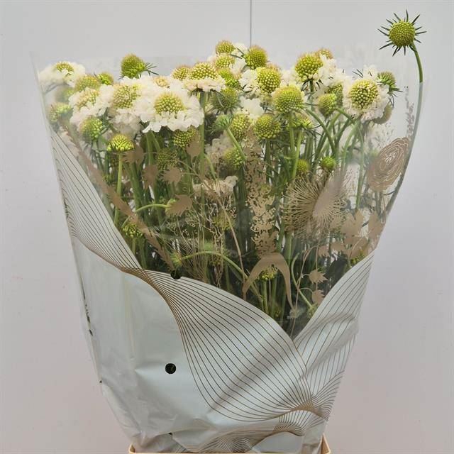 <h4>SCAB AT FOCAL SCOOP WHITE</h4>