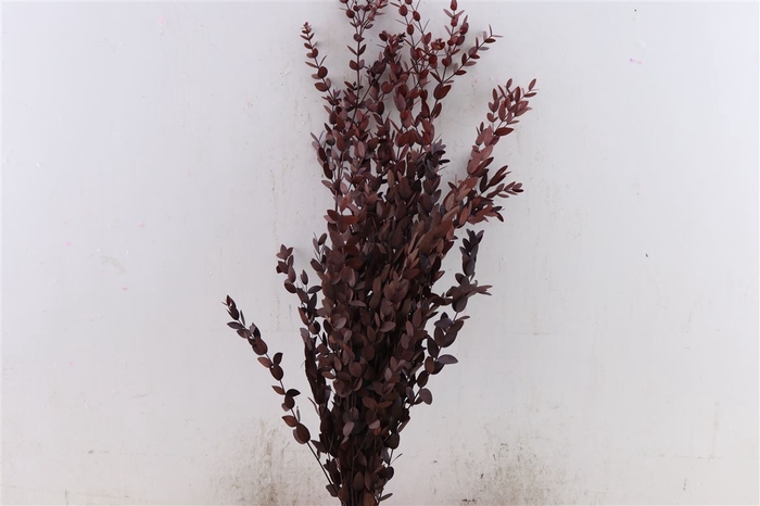 Pres Euca Parvifoglia Red 150gr P Bunch