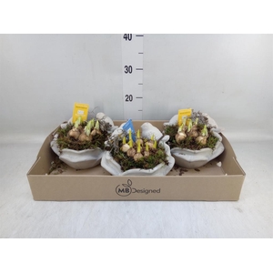 Arr.   Bol/Knolgewas H%