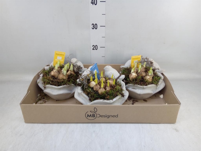 <h4>Arr. Bol/Knolgewas H%</h4>