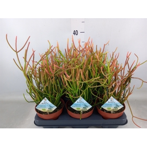Euphorbia tirucalli