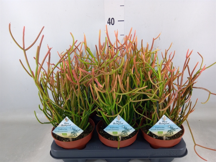 <h4>Euphorbia tirucalli</h4>