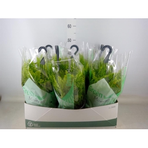 Nephrolepis exal. 'Green Moment'